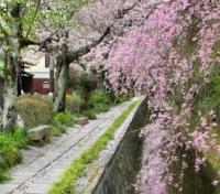 Cherry Blossoms along the Philosopher's Walk